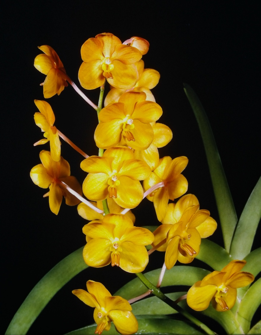 Cymbidium Eastern Promise, Orchids Wiki