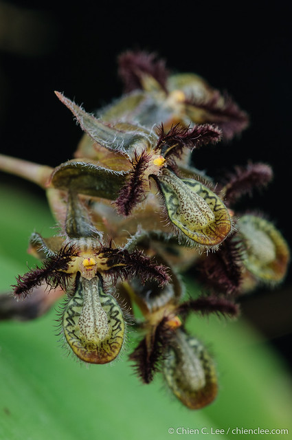 Orchid (Bulbophyllum sp.)