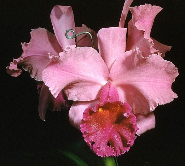 Cymbidium Eastern Promise, Orchids Wiki