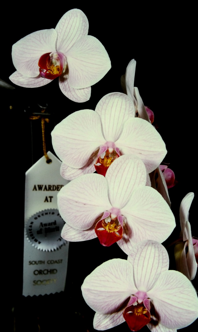 Cymbidium Eastern Promise, Orchids Wiki