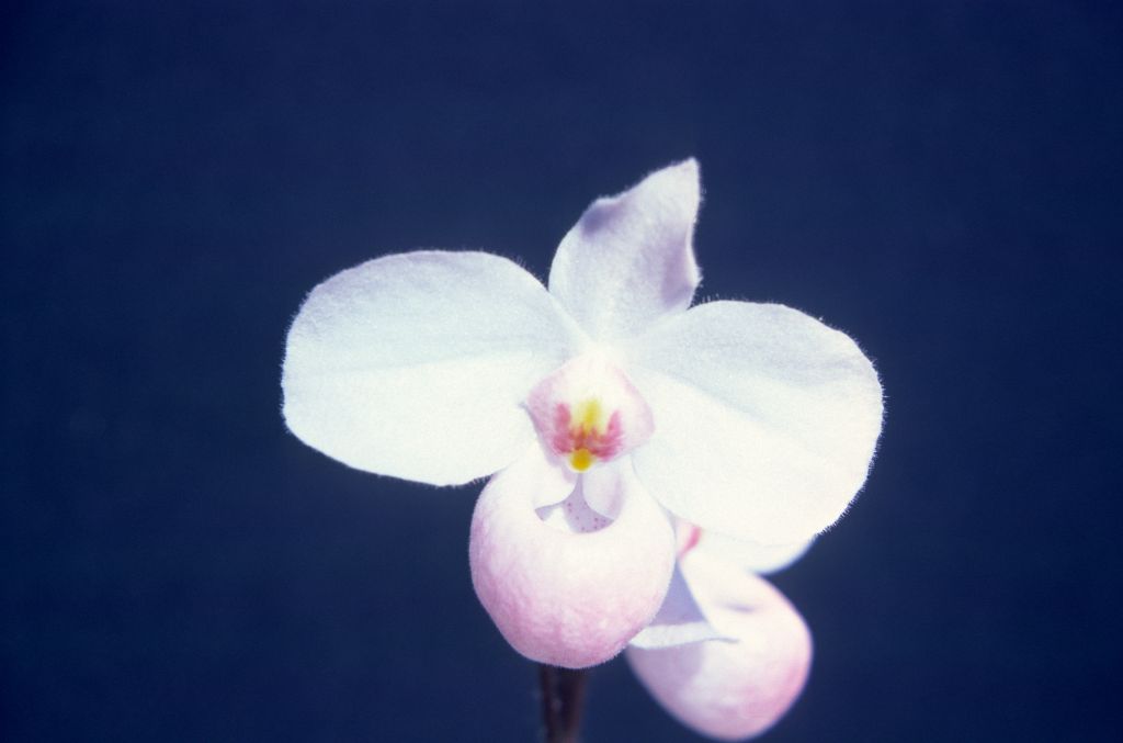50th Wedding Anniversary, Paphiopedilum delenatii, March 1976, roll 197603H10 slide 18