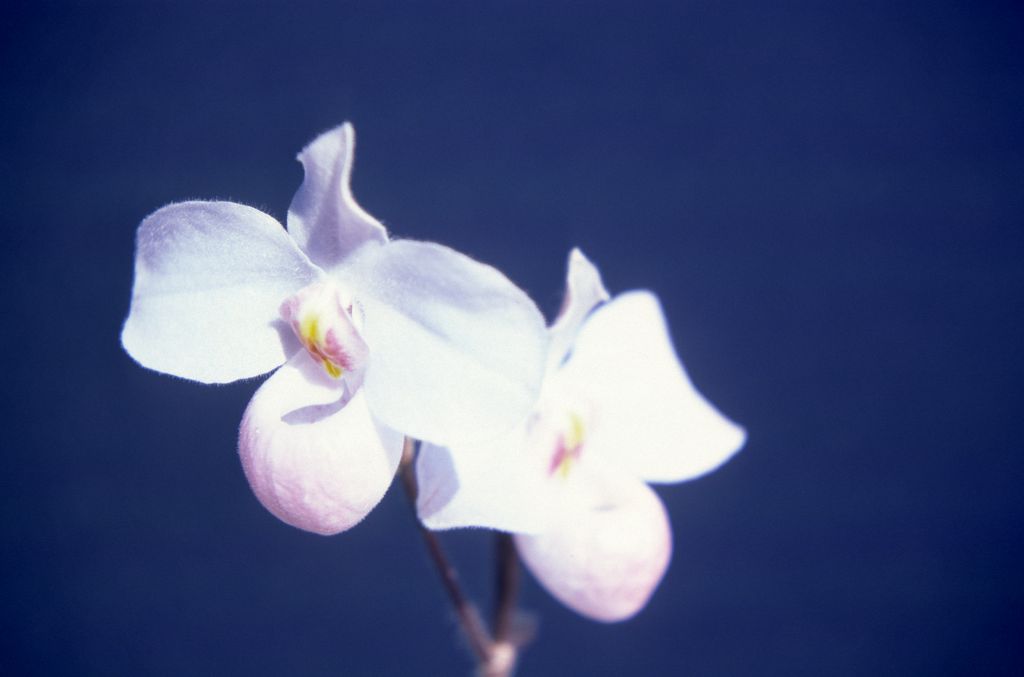 50th Wedding Anniversary, Paphiopedilum delenatii, March 1976, roll 197603H10 slide 19