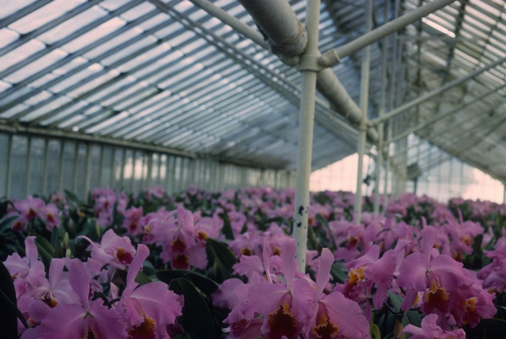 Cattleya hybrids, lavendar, Armacost & Royston cut flower greenhouse, Program 8 slide 33, no date on slide