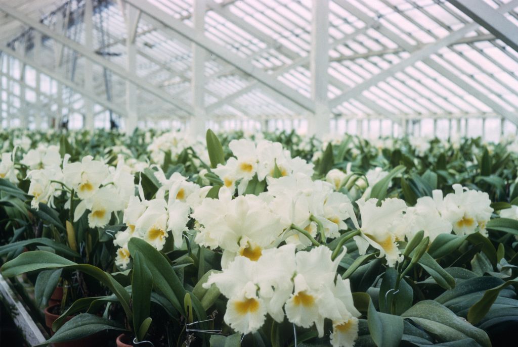 Cattleya hybrids, white, Armacost & Royston cut flower greenhouse, Program 8 slide 34, no date on slide