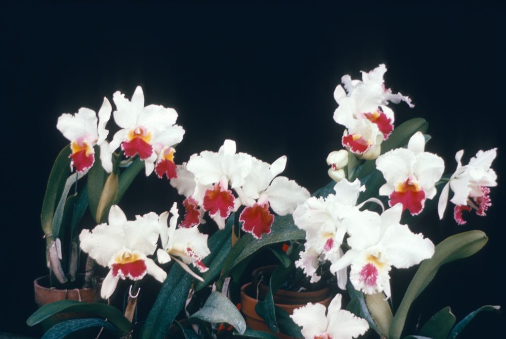 Cattleya semi-alba hybrids, group, Program 8 slide 4, duplicate slide made in January 1969