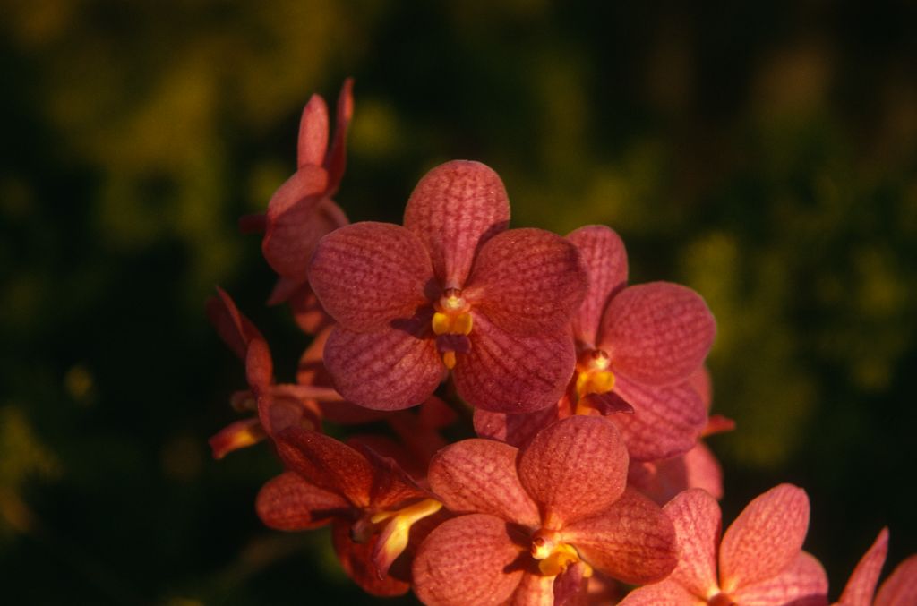 Ascocenda Peggy Foo (now Vanda Peggy Foo), February 1974, roll 197402H11 slide 5