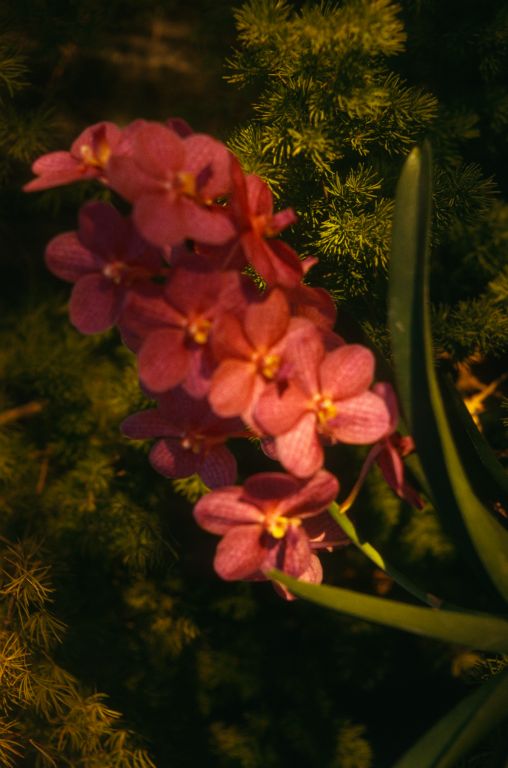 Ascocenda Peggy Foo (now Vanda Peggy Foo), February 1974, roll 197402H11 slide 6