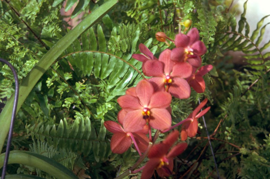 Ascocenda, unidentified, June 1974, roll 197406H12 slide 16