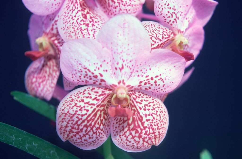 Ascocenda (Piswong x Vanda sanderiana), never registered, March 1976, roll 197603H9 slide 7