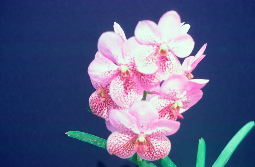 Ascocenda (Piswong x Vanda sanderiana), never registered, March 1976, roll 197603H9 slide 8