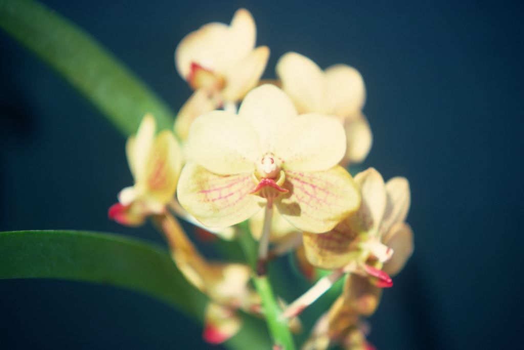 Ascocenda (Vanda sanderiana x Ascocenda Wilas), never registered, May 1976, roll 197605H9 slide 7