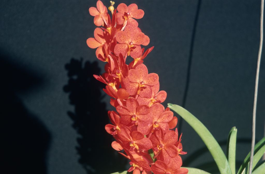 Ascocenda Yip Sum Wah 'Glow', June 1977, roll 197706H5 slide 8