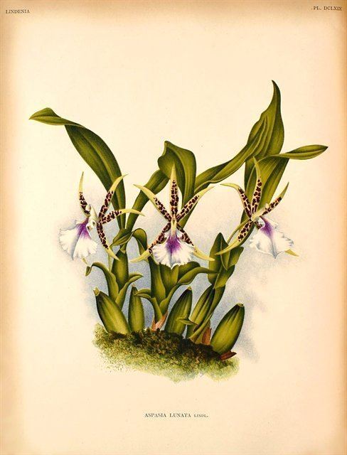 Aspasia lunata, Program 1 slide 59 substitute, copy of color plate from Lindenia, vol. XIV, plate 699 (1898), modern digitized image replacing Lambert Day's faded slide from September 1974