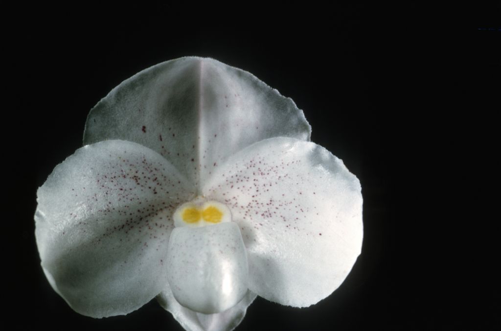 Paphiopedilum niveum 'Frank' AM/ODC Award Slide, July 8, 1966, San Francisco Orchid Society, San Francisco, CA, exhibited by Robert McElderry.  Species described in 1892.