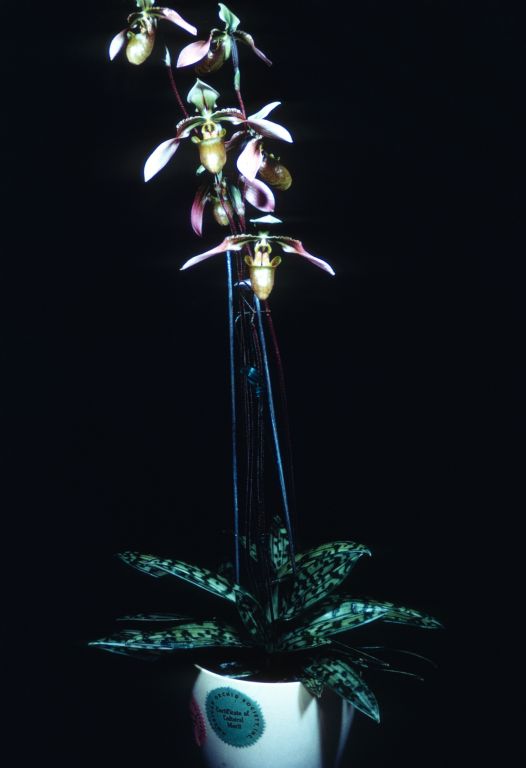 Paphiopedilum amabile 'Charles' CBM/AOS CCM/AOS duplicate of Award Slide made in January 1971, the original award was conferred on March 10, 1969, Los Angeles monthly judging, Los Angeles, CA, exhibited by Imogene and Carl Keyes.  The OrchidPro database omits the CCM/AOS award in error.  Paphiopedilum amabile (1894) is now considered a synonym of Paphiopedilum bullenianum.  There is no connection with the hybrids Paphiopedilum Amabile (1890) and Amabile (1895).