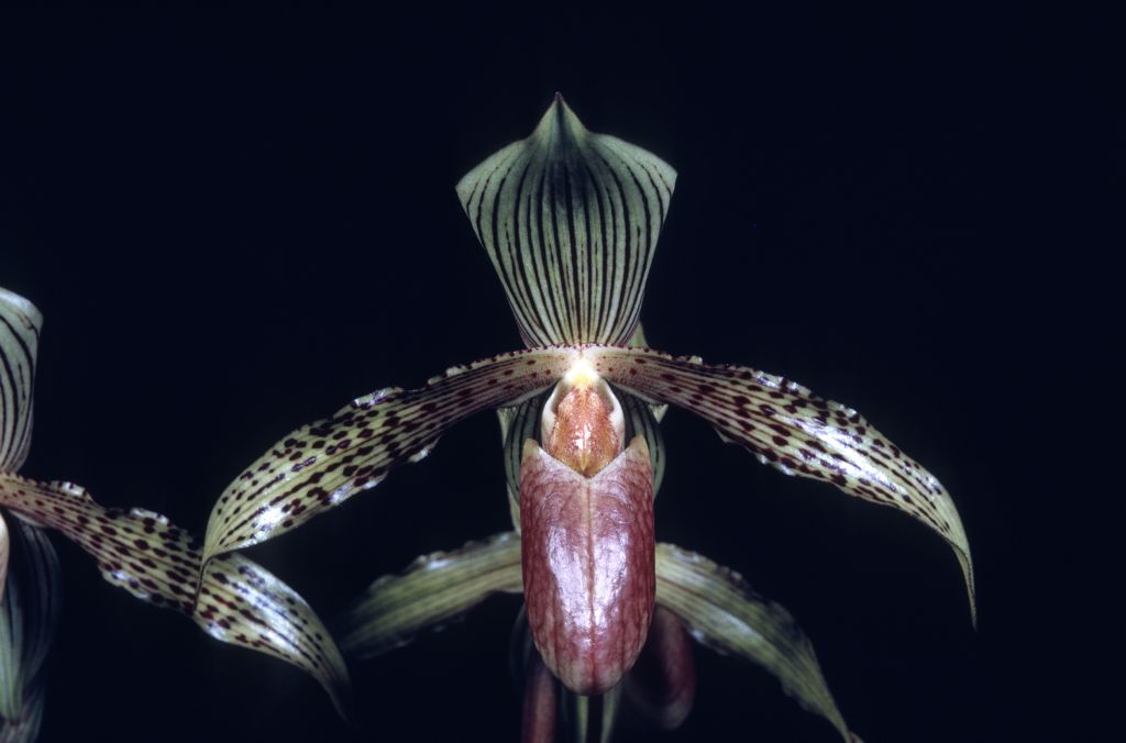Paphiopedilum Solon 'Senator' AM/AOS Award Slide, October 13, 1969, Los Angeles monthly judging, Los Angeles, CA, exhibited by Imogene and Carl Keyes.
