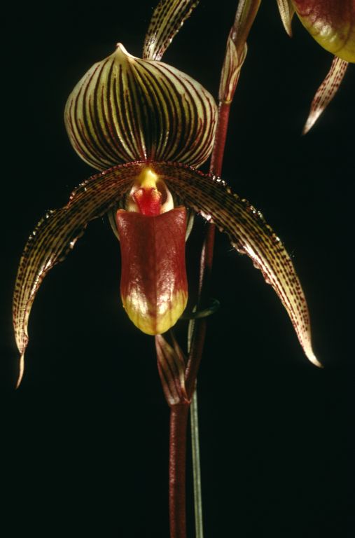 Paphiopedilum A. de Lairesse 'Sanders' HCC/AOS Award Slide, October 7, 1969, San Francisco monthly judging, San Francisco, CA, exhibited by Robert E. McElderry.  Photographer's name stamped on back, Beauford B. Fisher, Pacific Grove, CA.  Hybrid registered 1895.