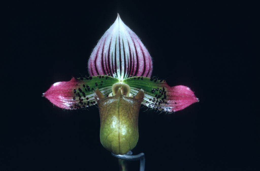 Paphiopedilum acmodontum 'Carimo' HCC/AOS Award Slide, April 13, 1970, Los Angeles monthly judging, Los Angeles, CA, exhibited by Imogene and Carl Keyes.  Species described in 1976, but the plant and the name had been in circulation at least since 1969 (Dr. Gustav Schoser, 6th World Orchid Conference, Proceedings).
