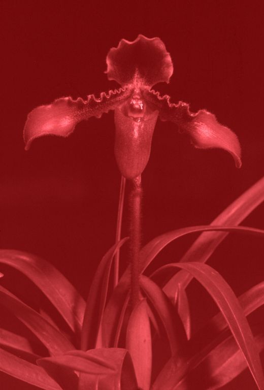 Paphiopedilum hirsutissimum 'Rachael Beck' AM/AOS Award Slide, April 10, 1970, Santa Barbara International Orchid Show, Santa Barbara, CA, exhibited by R. J. Rands.  Species described in 1892.