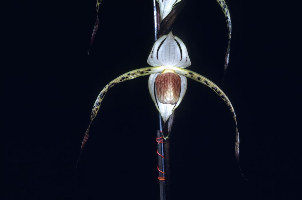 Paphiopedilum stonei 'Bion', May 1970, roll 197005H2 slide 27.  Species described in 1892.  This is very likely the award photo from May 11, 1970, HCC/AOS, Los Angeles monthly judging, Los Angeles, CA, exhibited by John W. Hanes.  The Keyes also won an award at that judging session.