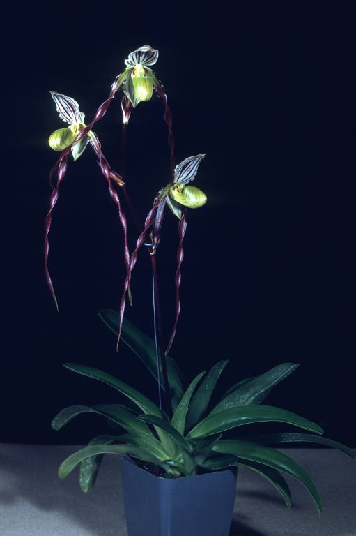 Paphiopedilum roebelinii 'Carolyn' HCC (the award was actually CBM/AOS), May 1970, roll 197005H2 slide 32.  The slide matches the CBM/AOS Award Slide, May 11, 1970, Los Angeles monthly judging, Los Angeles, CA, exhibited by Clark Day Jr. Orchids.  Species described in 1894.
