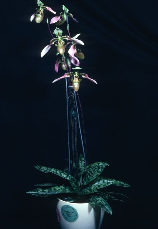 Paphiopedilum amabile 'Charles' CBM/AOS CCM/AOS duplicate of Award Slide made in January 1971, the original award was conferred on March 10, 1969, Los Angeles monthly judging, Los Angeles, CA, exhibited by Imogene and Carl Keyes.  The OrchidPro database omits the CCM/AOS award in error.  Paphiopedilum amabile (1894) is now considered a synonym of Paphiopedilum bullenianum.  There is no connection with the hybrids Paphiopedilum Amabile (1890) and Amabile (1895).