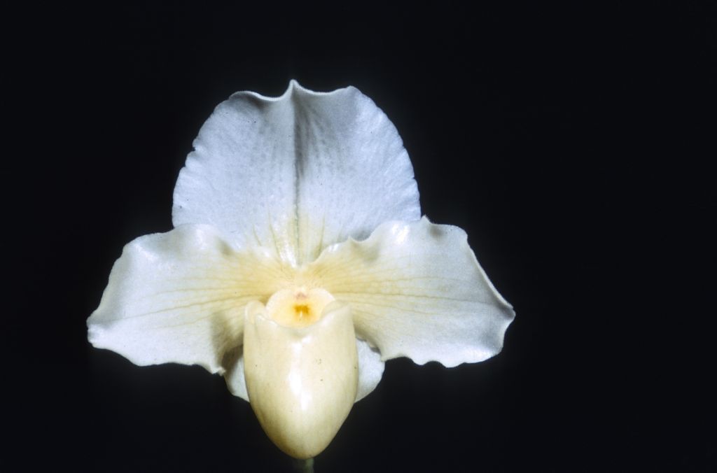 Paphiopedilum Cinderella 'Satin Slipper' HCC/ODC, Duplicate Slide 51, made January 1971, roll 197101H8, copy of the award slide from December 28, 1967, South Coast Orchid Society, Long Beach, CA, exhibited by Mr. and Mrs. Carl Keyes, but the image also matches the award photograph from a BM/CSA award the next day, December 29, 1967, in OrchidWiz, image #80209.  In this instance, the judging teams, quite possibly involving the same judges,  must have shared photos.