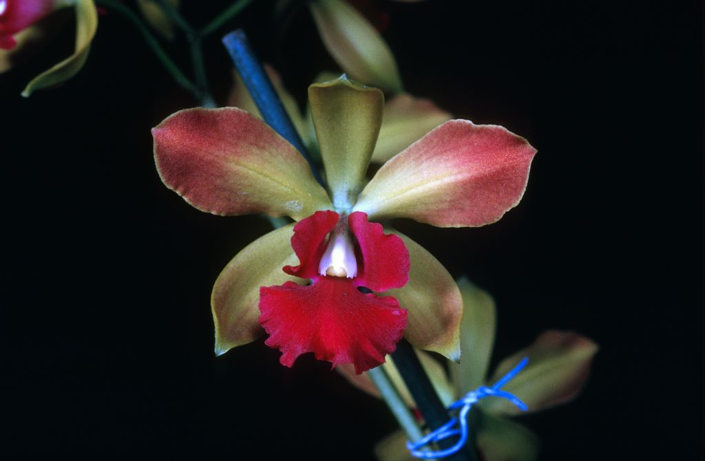 Epicattleya Fred J. Fuchs Junior 'Carimo', October 1971, roll 197110H4 slide 4.  Copy of award slide from September 27, 1971, HCC/AOS, Long Beach monthly judging, Long Beach, CA, exhibited by Imogene and Carl Keyes.