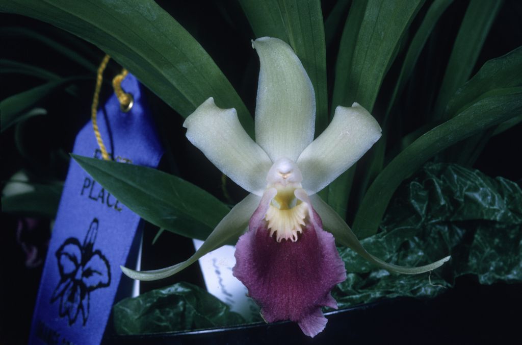 Chondrorhyncha discolor 'Carimo' HCC/AOS Award Slide from October 15, 1971, Orange County Orchid Society Show, Costa Mesa, CA, exhibited by Carl and Imogene Keyes.  The species discolor has been known at different times as a Zygopetalum, a Chondrorhyncha, or a Cochleanthes, and now belongs in the genus Warczewiczella.  However, the specimen shown here is almost certainly misidentified.