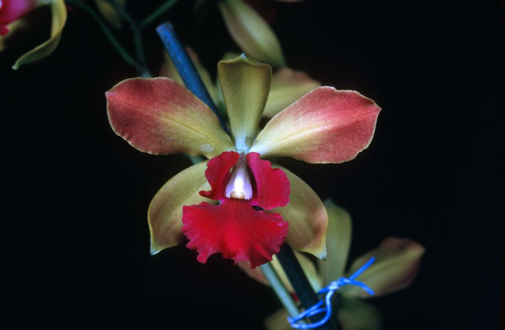 Epicattleya Fred J. Fuchs Junior 'Carimo', October 1971, roll 197110H4 slide 6.  Copy of award slide from September 27, 1971, HCC/AOS, Long Beach monthly judging, Long Beach, CA, exhibited by Imogene and Carl Keyes.
