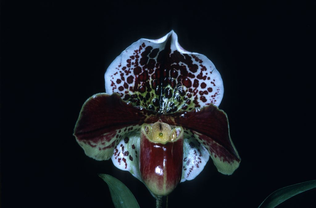 Paphiopedilum Spotter 'Dots Pretty' BM/CSA, copy of Award Slide, November 4, 1971, exhibited by Carl and Imogene Keyes.  Photo matches the CSA award photo in OrchidWiz, image #80935 (a mirror image), which lists the cultivar name as 'Dots Plenty'.