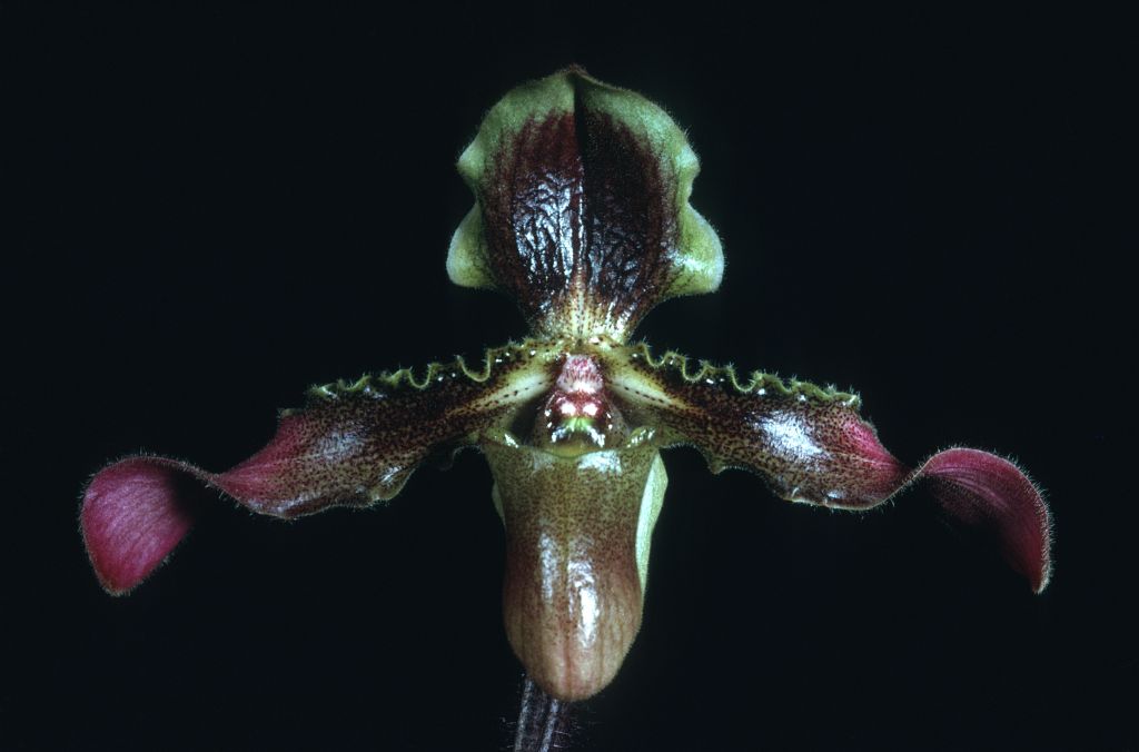 Paphiopedilum hirsutissimum 'Carimo' HCC/AOS Award Slide, February 26, 1973, Long Beach monthly judging, Long Beach, CA, exhibited by Imogene and Carl Keyes.  Species described in 1892.