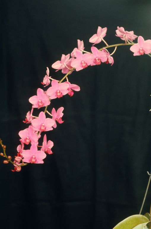 Doritaenopsis Red Coral 'Carimo' HCC/AOS Award Slide, March 30, 1973, Santa Barbara International Orchid Show, Santa Barbara, CA, exhibited by Imogene and Carl Keyes.