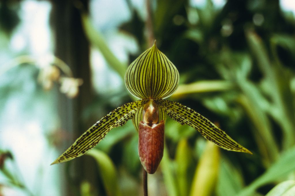 Paphiopedilum Iantha Stage 'Coos Bay' HCC/AOS Award slide, July 25, 1973, Seattle monthly judging, Seattle, WA, exhibited by Harry H. Stage.