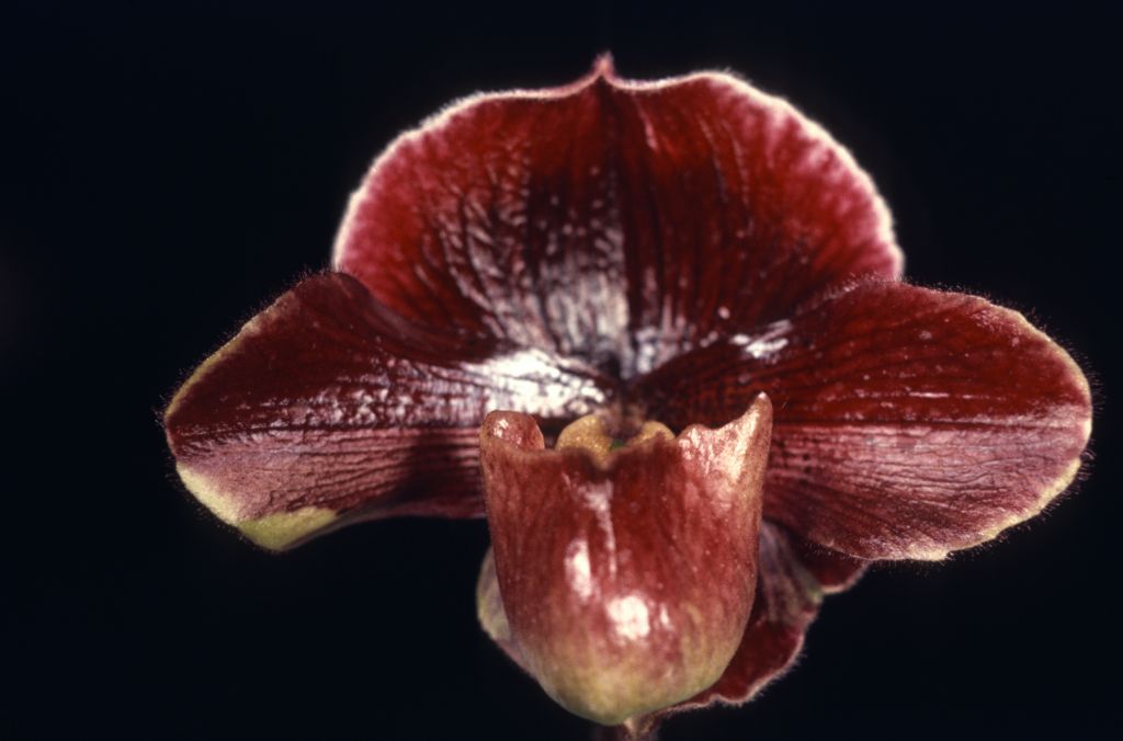 Paphiopedilum Noche 'Negri' HCC/AOS Award Slide, March 22, 1974, Santa Barbara International Orchid Show, Santa Barbara, CA, exhibited by Carl and Imogene Keyes.