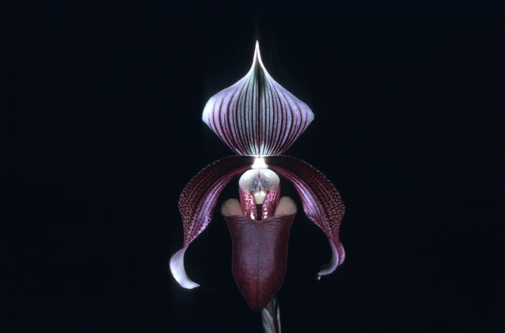 Paphiopedilum curtisii 'Purple Splendor' HCC/AOS Award Slide, July 8, 1974, Los Angeles monthly judging, Los Angeles, CA, exhibited by Imogene and Carl Keyes.  Species described in 1892.