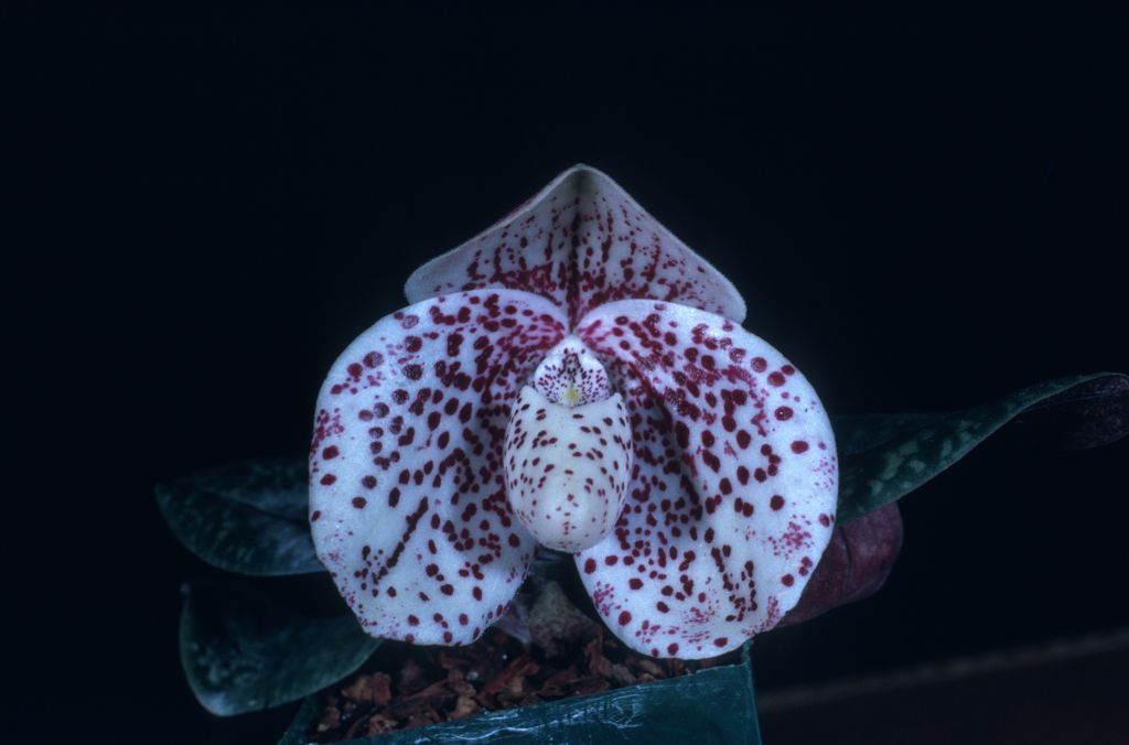 Paphiopedilum bellatulum 'More Mesa' HCC/AOS Award Slide, December 9, 1974, Los Angeles monthly judging, Los Angeles, CA, exhibited by Imogene and Carl Keyes.  Species described in 1892.