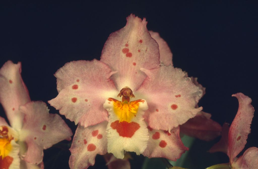 Odontioda Memoria Ernesto Alvarez 'Pink Debutante' HCC/AOS, apparent copy of award slide from March 7, 1975, Santa Barbara International Orchid Show, exhibited by Imogene and Carl Keyes, roll 197503 slide 14.  Although the slides are not marked as award slides, this slides from this roll in the Keyes collection consist only of photos of the three plants for which the Keyes won awards at this show.