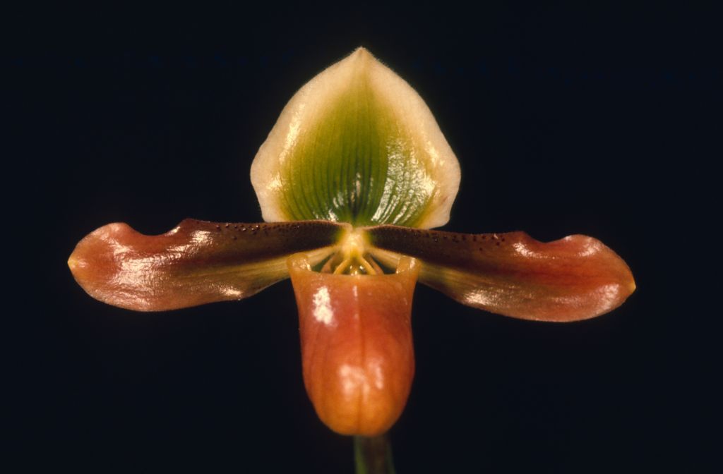 Paphiopedilum mastersianum 'Carimo' HCC/AOS, apparent copy of award slide from March 7, 1975, Santa Barbara International Orchid Show, exhibited by Imogene and Carl Keyes, roll 197503 slide 1.  Although the slides are not marked as award slides, the slides from this roll in the Keyes collection consist only of photos of the three plants for which the Keyes won awards at this show.  Species described in 1892.