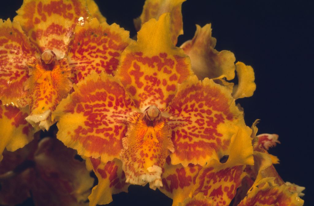 Odontoglossum Golden Girl 'Carimo' HCC/AOS, apparent copy of award slide from March 7, 1975, Santa Barbara International Orchid Show, exhibited by Imogene and Carl Keyes, roll 197503 slide 24.  Although the slides are not marked as award slides, the slides from this roll in the Keyes collection consist only of photos of the three plants for which the Keyes won awards at this show.