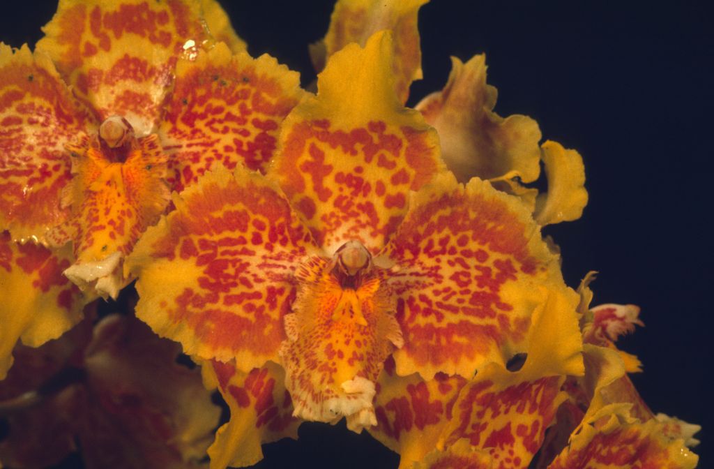 Odontoglossum Golden Girl 'Carimo' HCC/AOS, apparent copy of award slide from March 7, 1975, Santa Barbara International Orchid Show, exhibited by Imogene and Carl Keyes, roll 197503 slide 26.  Although the slides are not marked as award slides, the slides from this roll in the Keyes collection consist only of photos of the three plants for which the Keyes won awards at this show.