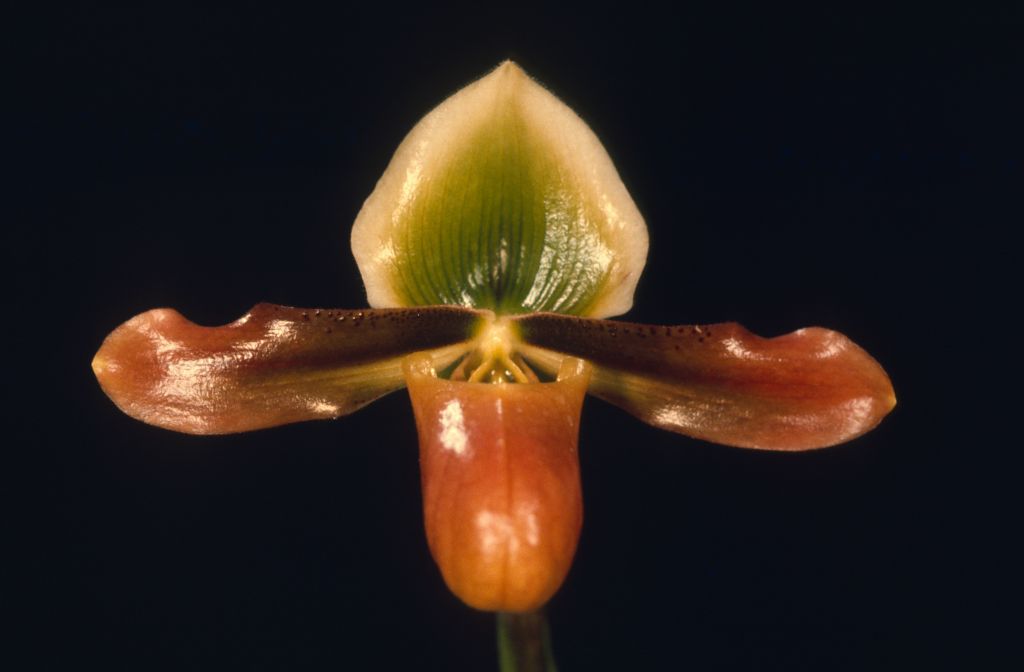 Paphiopedilum mastersianum 'Carimo' HCC/AOS, apparent copy of award slide from March 7, 1975, Santa Barbara International Orchid Show, exhibited by Imogene and Carl Keyes, roll 197503 slide 3.  Although the slides are not marked as award slides, the slides from this roll in the Keyes collection consist only of photos of the three plants for which the Keyes won awards at this show.  Species described in 1892.