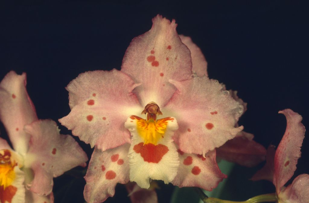 Odontioda Memoria Ernesto Alvarez 'Pink Debutante' HCC/AOS, apparent copy of award slide from March 7, 1975, Santa Barbara International Orchid Show, exhibited by Imogene and Carl Keyes, roll 197503 slide 6.  Although the slides are not marked as award slides, this slides from this roll in the Keyes collection consist only of photos of the three plants for which the Keyes won awards at this show.