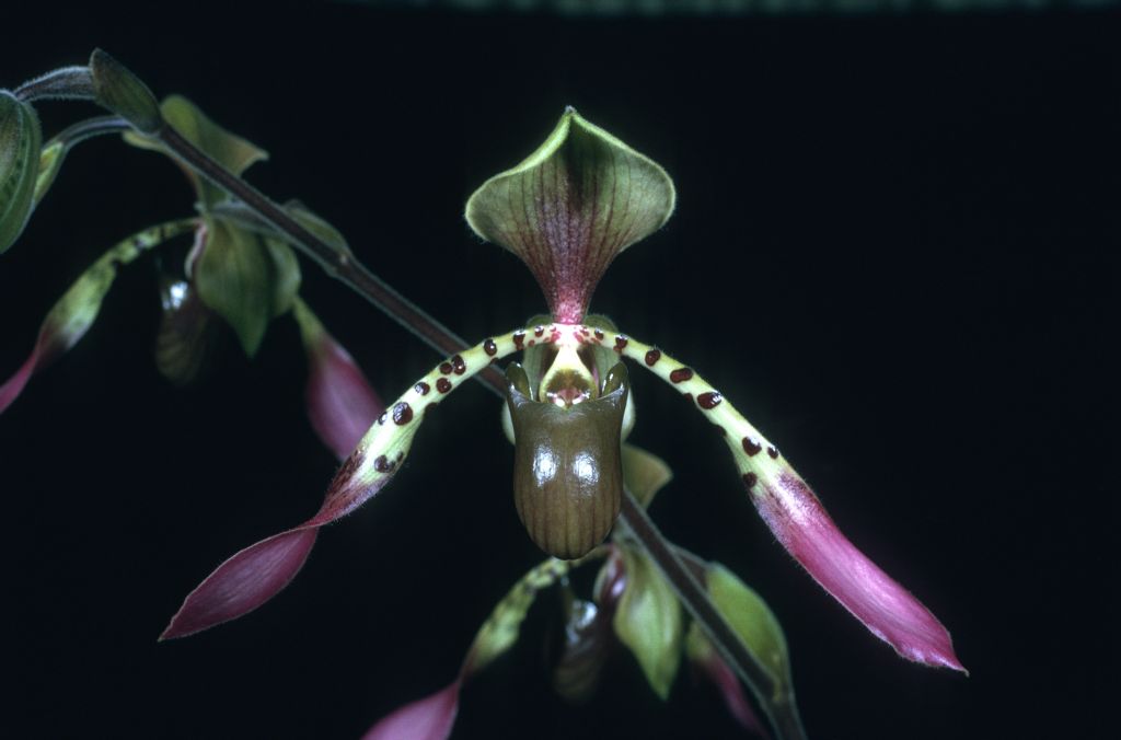 Paphiopedilum lowii 'XLNT' AM/AOS Award Slide, April 28, 1975, Long Beach monthly judging, Long Beach, CA, exhibited by Imogene and Carl Keyes.  Species described in 1892.