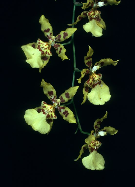 Odontocidium Solana 'Golden Shower' HCC/AOS Award Slide, July 14, 1975, Los Angeles monthly judging, Los Angeles, CA, exhibited by Carl and Imogene Keyes.