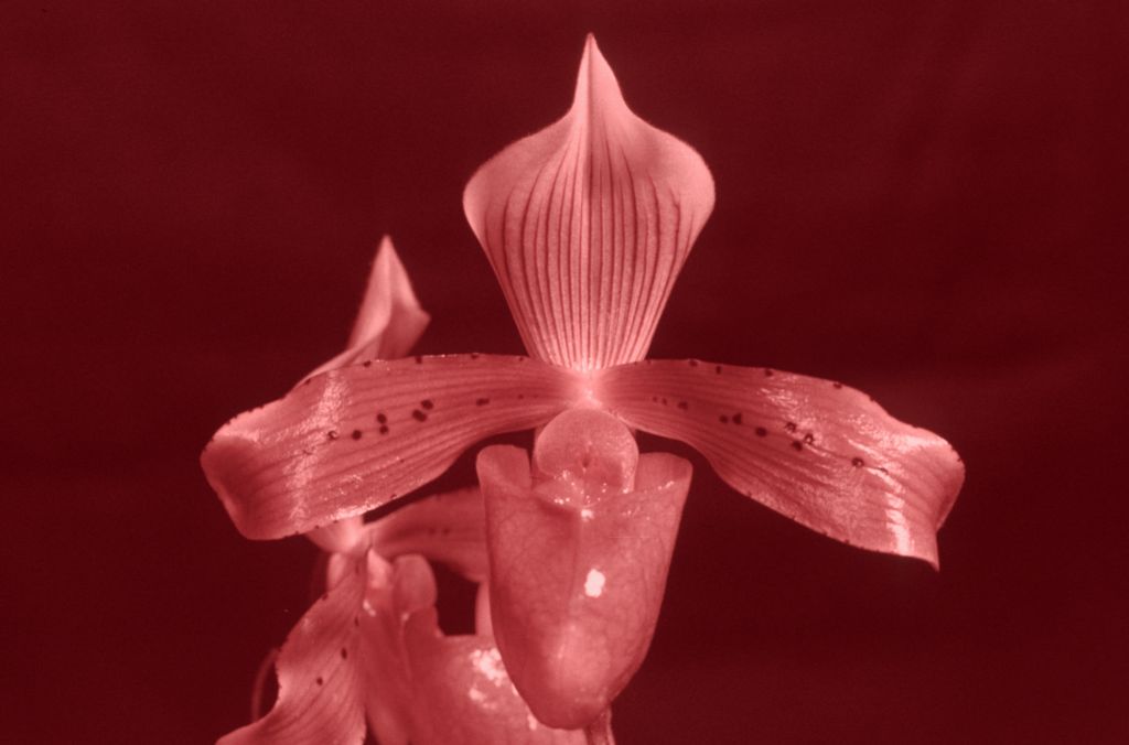Paphiopedilum tonsum 'Jungle Queen' HCC/AOS Award Slide, March 26, 1976, Santa Barbara International Orchid Show, Santa Barbara, CA, exhibited by Carl and Imogene Keyes.  Species described in 1892.