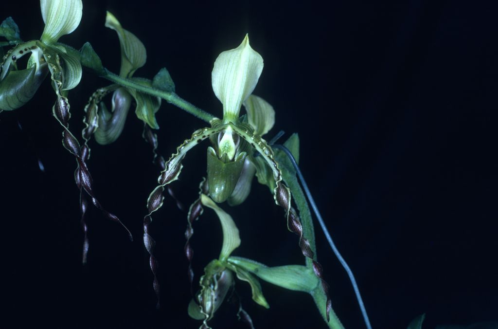 Paphiopedilum parishii 'Carimo Giant' HCC/AOS Award Slide, July 12, 1976, Los Angeles monthly judging, Los Angeles, CA, exhibited by Carl and Imogene Keyes.  Species described in 1892.