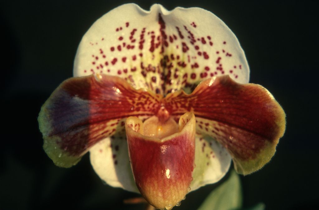 Paphiopedilum Temple Hill (=Carimo Reward?) 'Carimo', January 1977, roll 197701H10 slide 4. From the date, appearance, and implied parentage (Temple Hill is a logical name for Chans Temple x Winston Churchill), the 2 slides of this flower (slide 4 has a shadow, corrected in slide 5) were likely from judging for the award that was finalized, after registration was completed, as Carimo Reward 'King's Ransom' HCC/AOS, December 13, 1976, Los Angeles monthly judging, exhibited by Carl and Imogene Keyes.