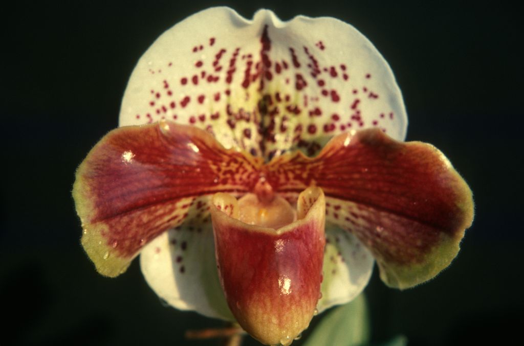 Paphiopedilum Temple Hill (=Carimo Reward?) 'Carimo', January 1977, roll 197701H10 slide 5. From the date, appearance, and implied parentage (Temple Hill is a logical name for Chans Temple x Winston Churchill), the 2 slides of this flower (slide 4 has a shadow, corrected in slide 5) were likely from judging for the award that was finalized, after registration was completed, as Carimo Reward 'King's Ransom' HCC/AOS, December 13, 1976, Los Angeles monthly judging, exhibited by Carl and Imogene Keyes.