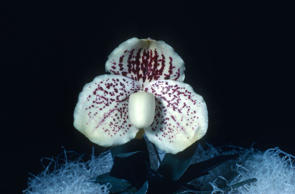 Paphiopedilum godefroyae leucochilum 'Carimo' AM/AOS Award Slide, July 24, 1978, Long Beach monthly judging, Long Beach, CA, exhibited by Carl and Imogene Keyes. Species described in 1892.